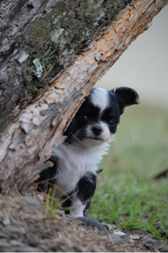Chihuahua Macho Pelo Largo Cancan Mascotas 