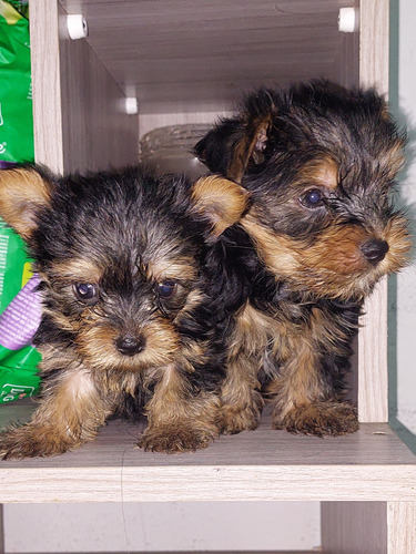 Cachorritos Yorkshire Terrier Mini