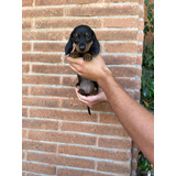 Tiernos Y Preciosos Salchichas Dachshund Mini