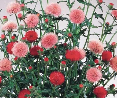 Semillas De Flor Cirsium Japonicum Mix Cardo Japones