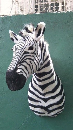 Animales  Disecados 100 % Artificiales Cebra ( Zebra)