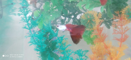 Guppy Silverado Red Tail - Trio