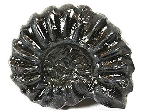 4cm Mesozoico Amonita Fósil De Réplica, Perisphinctes