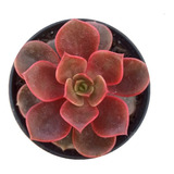 Suculenta Echeveria Mont - Avermelhada