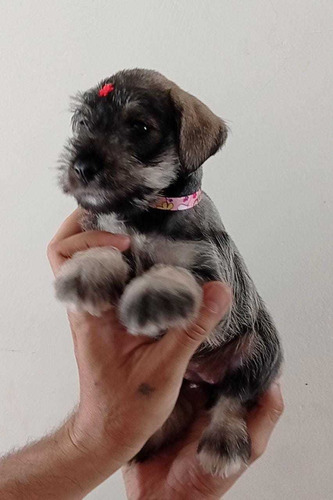 Cachorras Schnauzer Hembras