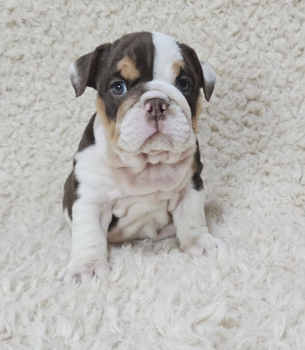 Bulldog Ingles Macho Tri Choco Exótico. Precio De Seña. 