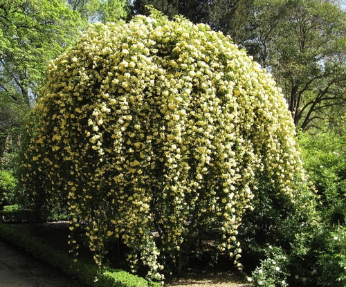 Rosal Enredadera Amarilla Gigante + 15 Semillas