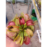 Cephalotus, Sarracenias Y Venus Atrapamoscas Grandes