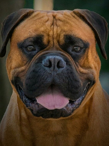 Cachorros Bullmastiff Con Fca