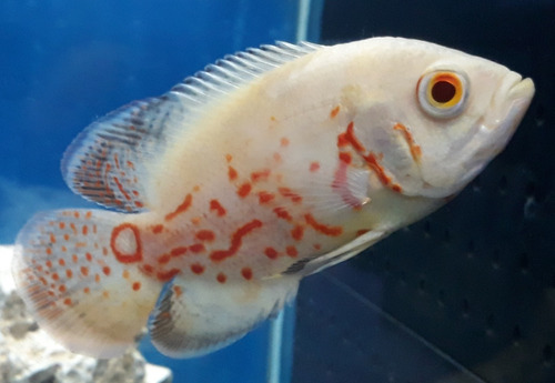 Oscar Red Tiger Albino 10/11 Cm (importado)