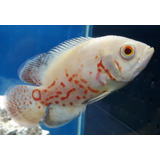 Oscar Red Tiger Albino 10/11 Cm (importado)