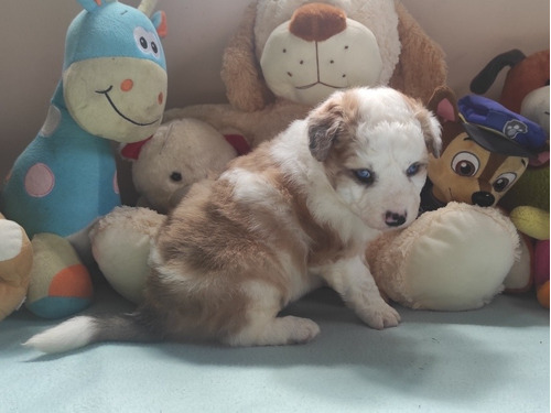 Border Collie, Red Merle - Blue Merle 