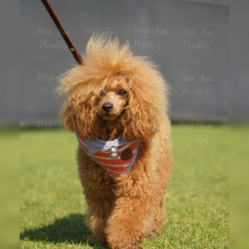 Caniche French Poodle Rojo Apricot