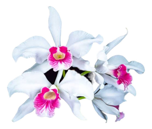 1 Muda De Orquídea   Laelia Purputara Carnea   Muda Jovem   