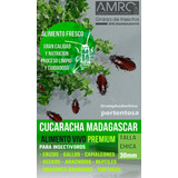 100 Cucarachas De Madagascar Alimento Vivo P/ Insectívoros