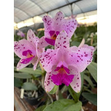 Orquídea Cattleya Amethystoglossa Tipo Pré  Adulta