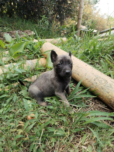Cachorros Pastor Belga Animal Pets Colombia Med, Bog, Cali