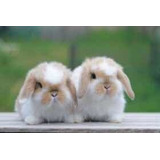 Conejos Enanos Holland Lop (orejas Caidas)