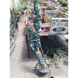 Cactus Espiralado - Ejemplares De Colección 