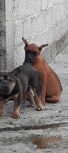 Cachorro Boxer