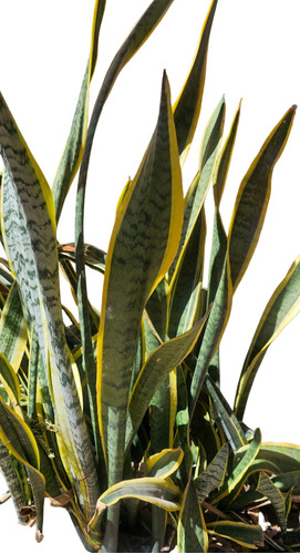 Sansevieria, Lengua De Suegra. Espada De San José.