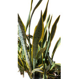 Sansevieria, Lengua De Suegra. Espada De San José.