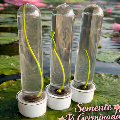 Kit 03 Mudas Flor Lotus Nelumbo Rosa Azul Paz Espiritual | Parcelamento sem juros