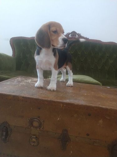 Beagle Macho Tricolor Ideal Compañia