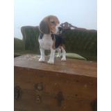 Beagle Macho Tricolor Ideal Compañia