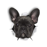 Winston Bear French Bulldog 3d Dog Stickers 2 Pack Fren...
