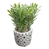 Plantas Artificiales Decorativas Macetero Planta Artifi 17cm