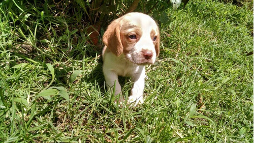 Perros Cachorros Beagle Bigol Bigitoy Mini Perritos Puppy