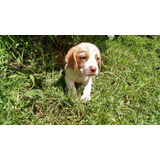 Perros Cachorros Beagle Bigol Bigitoy Mini Perritos Puppy