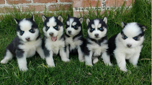 Husky Siberiano Os Filhotes Mais Lindos