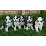 Husky Siberiano Os Filhotes Mais Lindos Disponivel