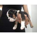 Perros Cachorros Bulldog Ingles Bull Dog Inglés Vull Doc 