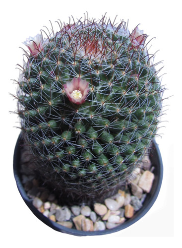 Cactus Biznaga (mammillaria)