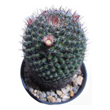 Cactus Biznaga (mammillaria)