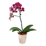 Orquideas Phalaenopsis Baby Maceta Plastica