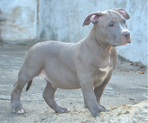 American Bully Filhote - Pedigree - Envio Para Todo Brasil