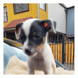 Fox Terrier Chilenos Cachorros '