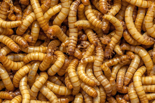 3.000 Larvas De Tenebrio Molitor