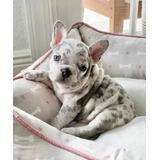 Cachorros Bulldog Francés Blue Merle Hembrass