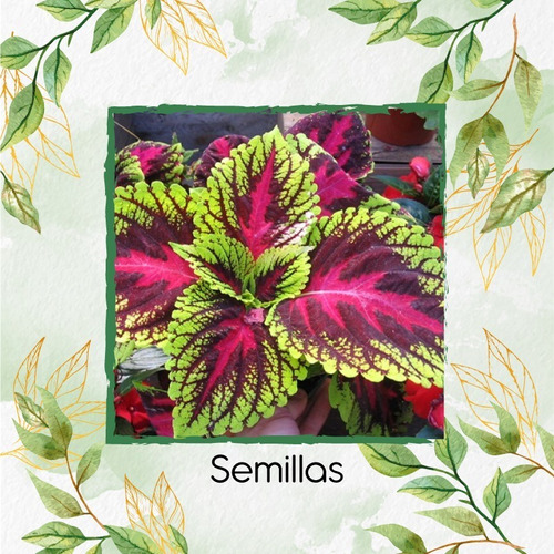 360 Semillas De Flor Coleus Blumel