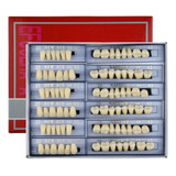 168 Piezas Dentales De Resina Sinttica Dental, 3 Juegos De D