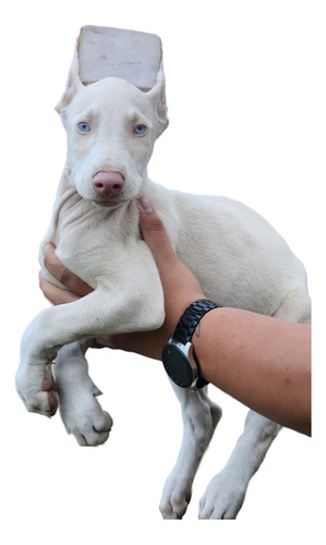 Cachorro Doberman Albino Med Poblado Animal Pets Col