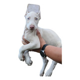 Cachorro Doberman Albino Med Poblado Animal Pets Col