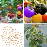 Semillas  Exóticas De Tomates De Colores