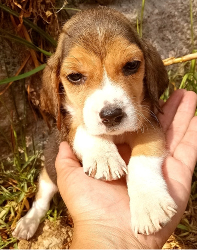 Hermosos Cachorros Beagle 