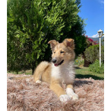 Cachorro Pastor Collie Bogotá Animal Pets Colombia 